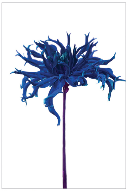 Flower, Royal Blue