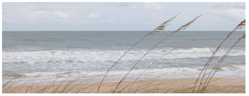 Sag Main Reeds, 60 x 40