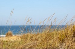 Beach Reeds