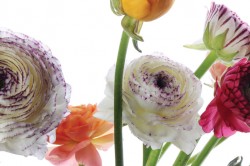 Boquet 40 x 60