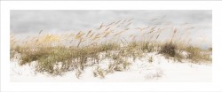 Dune Grass