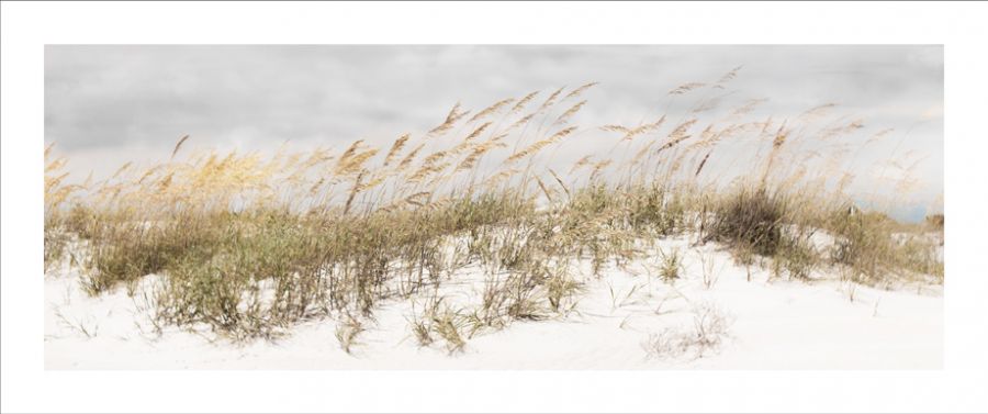 Dune Grass