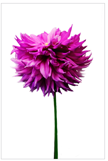 Flower, Fuchsia
