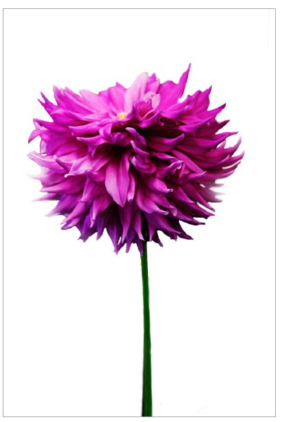 Flower, Fuchsia