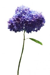 Flower, Hydrangea
