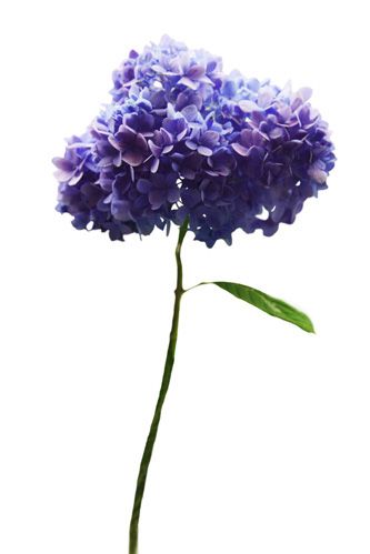 Flower, Hydrangea