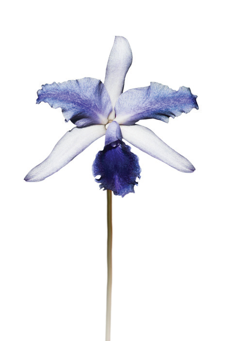 Flower, Blue Iris