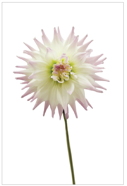 Flower, White