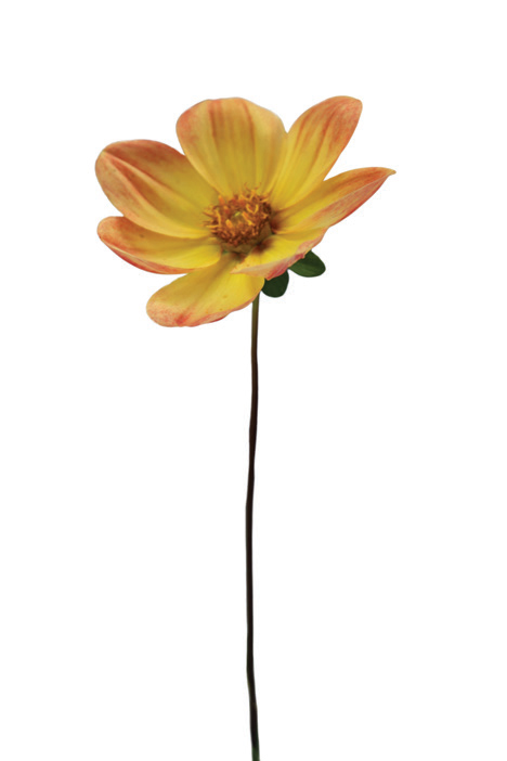 Flower, Yellow