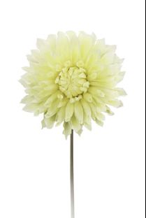 Flower, Yellow Dahlia