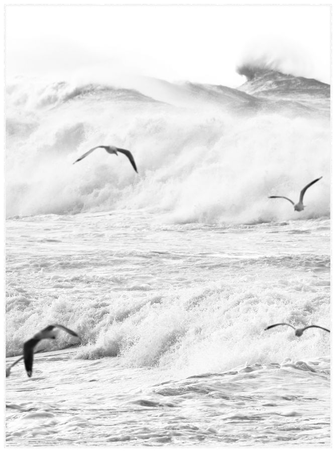 Rough Waves 1, Four Birds